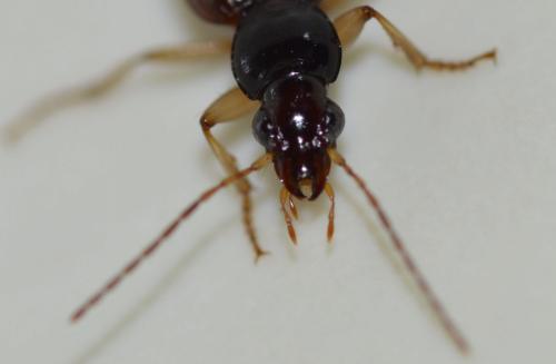 Réf. 249 239 : Paranchus albipes